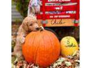 Goldendoodle Puppy for sale in Kiel, WI, USA