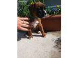 Boxer Puppy for sale in Sheridan, MI, USA