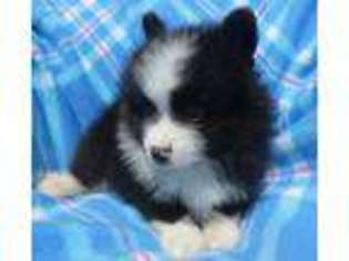 Pomeranian Puppy for sale in Swartz Creek, MI, USA