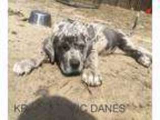 Great Dane Puppy for sale in Virginia Beach, VA, USA