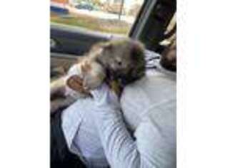 Keeshond Puppy for sale in Matteson, IL, USA