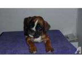 Boxer Puppy for sale in THOMPSON, PA, USA