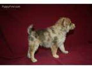 Mutt Puppy for sale in Green City, MO, USA