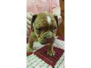 Olde English Bulldogge Puppy for sale in Marion Center, PA, USA