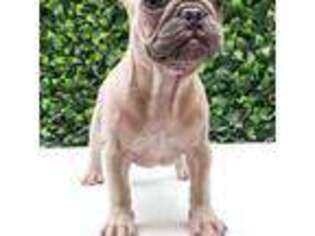 French Bulldog Puppy for sale in Pharr, TX, USA