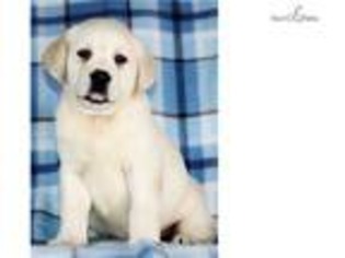 Labrador Retriever Puppy for sale in Saint Louis, MO, USA