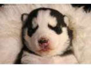 Siberian Husky Puppy for sale in Tremonton, UT, USA