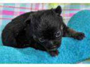 Chihuahua Puppy for sale in Niantic, CT, USA