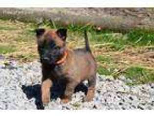 Belgian Malinois Puppy for sale in Cincinnati, OH, USA