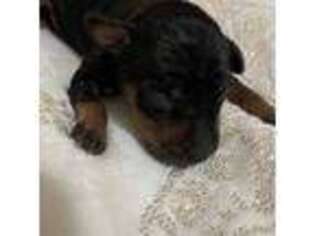 Miniature Pinscher Puppy for sale in Wallace, NC, USA