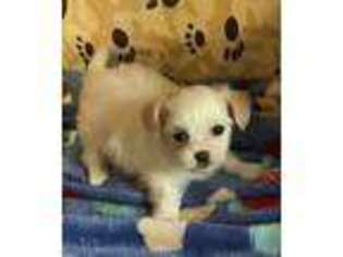 Mi-Ki Puppy for sale in Spring Hill, KS, USA