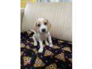 Beagle Puppy for sale in Philadelphia, PA, USA