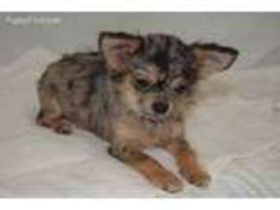 Chihuahua Puppy for sale in Keizer, OR, USA