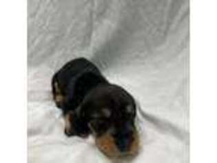 Dachshund Puppy for sale in Campbell Hall, NY, USA