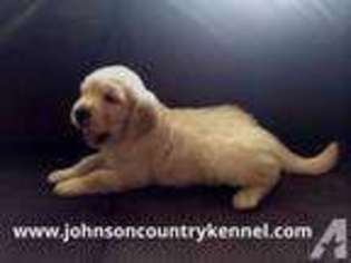 Golden Retriever Puppy for sale in GLENMORA, LA, USA