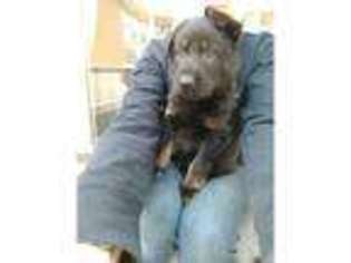German Shepherd Dog Puppy for sale in Hinckley, Leicestershire (England), United Kingdom