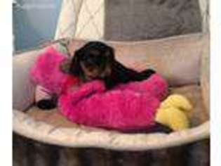 Cavalier King Charles Spaniel Puppy for sale in Dalton, GA, USA