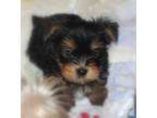 Yorkshire Terrier Puppy for sale in CLINTON, NC, USA