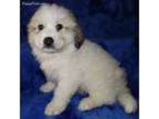 Great Pyrenees Puppy for sale in Johnstown, CO, USA