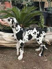 Great Dane Puppy for sale in Lakeside, CA, USA