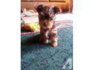 Yorkshire Terrier Puppy for sale in MOUNT JULIET, TN, USA