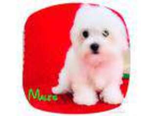 Maltese Puppy for sale in Belleview, FL, USA