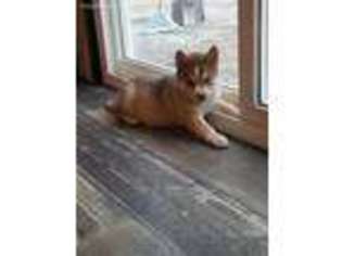 Siberian Husky Puppy for sale in Pryor, OK, USA