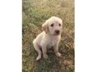 Labradoodle Puppy for sale in Pretty Prairie, KS, USA