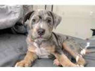 Mutt Puppy for sale in Long Beach, CA, USA