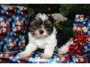 Yorkshire Terrier Puppy for sale in Iona, MN, USA
