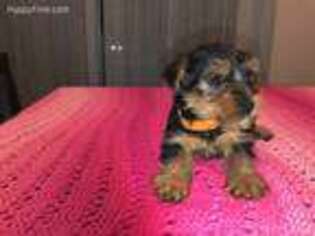 Yorkshire Terrier Puppy for sale in Tobyhanna, PA, USA