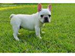 French Bulldog Puppy for sale in Ellisville, MS, USA