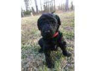 Goldendoodle Puppy for sale in Ailey, GA, USA