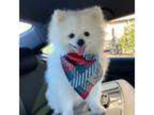 Pomeranian Puppy for sale in Alpharetta, GA, USA