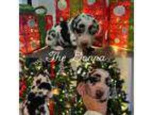 Great Dane Puppy for sale in Georgetown, DE, USA