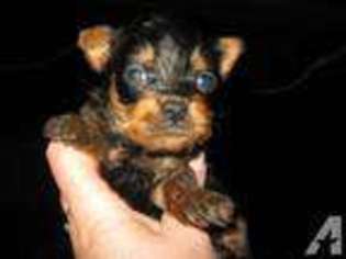 Yorkshire Terrier Puppy for sale in PIEDMONT, WV, USA