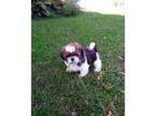 Mutt Puppy for sale in Brookfield, MO, USA