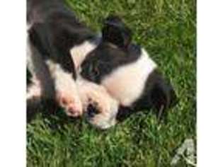 Boston Terrier Puppy for sale in ARLINGTON, WA, USA