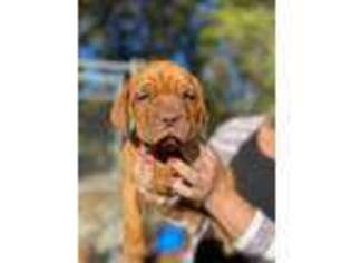 American Bull Dogue De Bordeaux Puppy for sale in Neosho, MO, USA