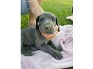 Great Dane Puppy for sale in Rushville, IL, USA