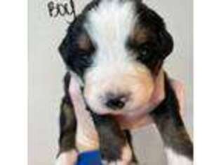 Bernese Mountain Dog Puppy for sale in Box Elder, SD, USA