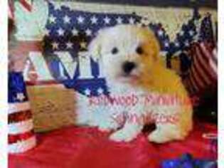 Mutt Puppy for sale in Bridgeville, CA, USA