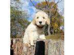 Labradoodle Puppy for sale in Woodbridge, VA, USA