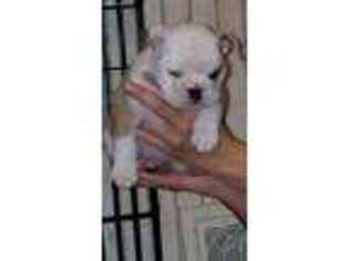Bulldog Puppy for sale in Mount Jewett, PA, USA