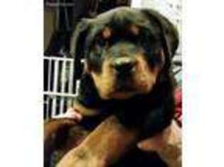 Rottweiler Puppy for sale in North Brunswick, NJ, USA