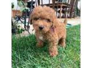 Australian Labradoodle Puppy for sale in San Diego, CA, USA