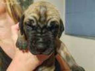Great Dane Puppy for sale in Tempe, AZ, USA
