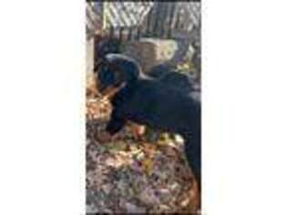 Rottweiler Puppy for sale in Omaha, NE, USA