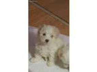 Maltese Puppy for sale in Elmhurst, NY, USA