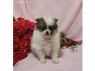 Pomeranian Puppy for sale in Union Grove, NC, USA